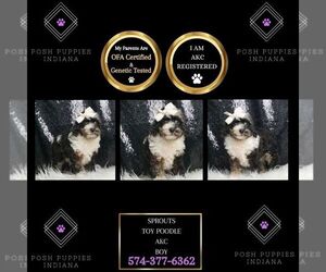 Poodle (Toy) Puppy for sale in WARSAW, IN, USA