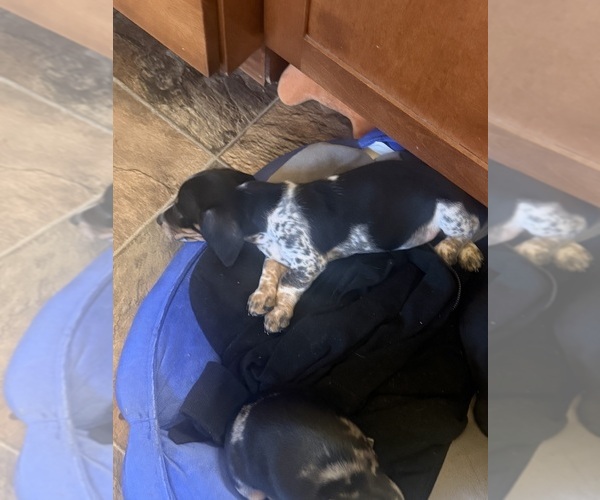 Medium Photo #4 Dachshund Puppy For Sale in NEW LONDON, MN, USA