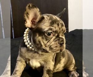 French Bulldog Puppy for sale in BAKERSFIELD, CA, USA