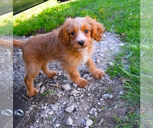 Cavapoo Puppy for sale in BARNESVILLE, KS, USA