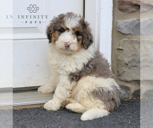 Bernedoodle Puppy for sale in EPHRATA, PA, USA
