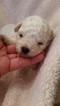 Small Photo #1 Bichon Frise Puppy For Sale in NORTH BRANCH, MN, USA