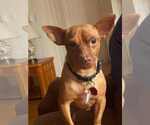 Small #1 Chiweenie