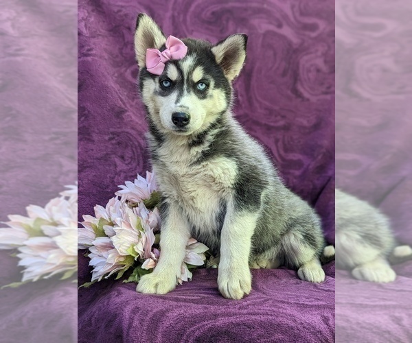 Medium Photo #1 Siberian Husky Puppy For Sale in QUARRYVILLE, PA, USA