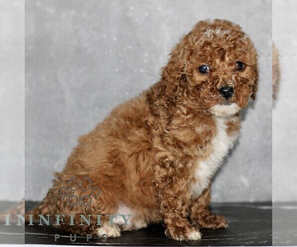 Medium Photo #3 Poodle (Miniature) Puppy For Sale in LEOLA, PA, USA