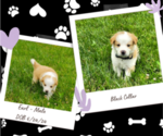 Puppy Earl English Shepherd