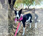 Small Border Collie Mix