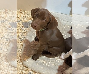 German Shorthaired Pointer Puppy for sale in ALBANY, MN, USA