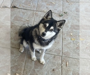Father of the Alaskan Klee Kai puppies born on 04/02/2025