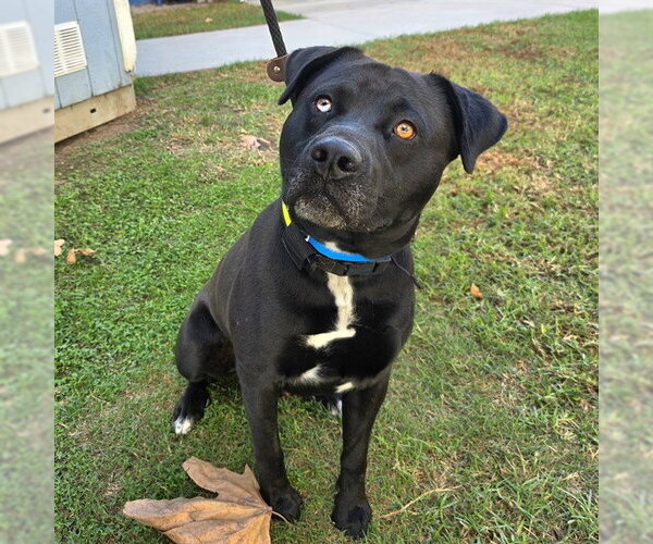 Medium Photo #1 Labrador Retriever-Unknown Mix Puppy For Sale in Long Beach, CA, USA