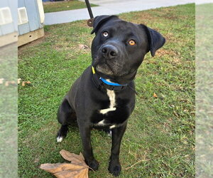 Labrador Retriever-Unknown Mix Dogs for adoption in Long Beach, CA, USA