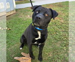 *BRUNSON - Male Labrador Retriever-Unknown Mix Dog for Adoption - Small photo