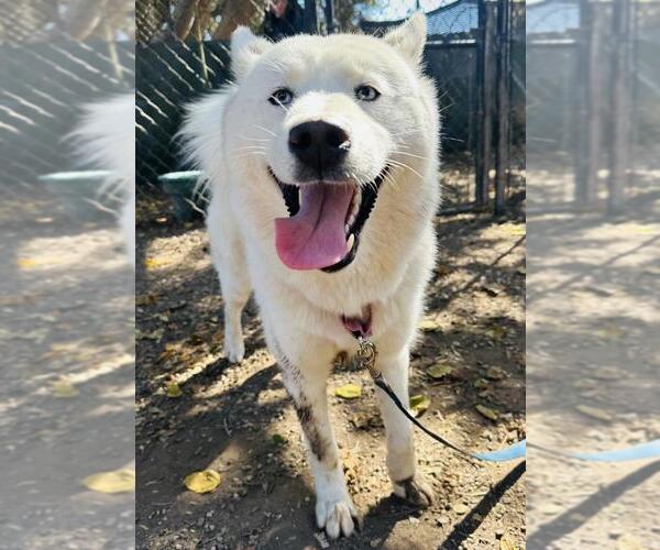 Medium Photo #2 Siberian Husky Puppy For Sale in Santa Barbara, CA, USA