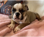 Small Photo #20 English Bulldog Puppy For Sale in CHARLESTON, SC, USA
