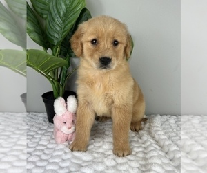 Golden Retriever Puppy for Sale in FRANKLIN, Indiana USA