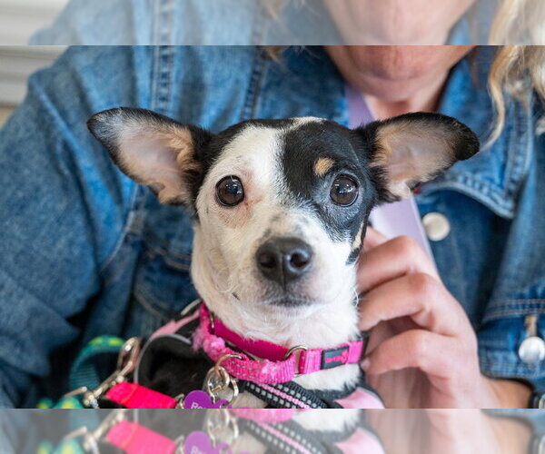 Medium Photo #1 Chihuahua-Unknown Mix Puppy For Sale in Mundelein, IL, USA