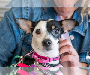 Chihuahua-Unknown Mix Dogs for adoption in Mundelein, IL, USA