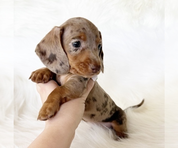Medium Photo #4 Dachshund Puppy For Sale in DAVIS, CA, USA