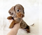Small #3 Dachshund