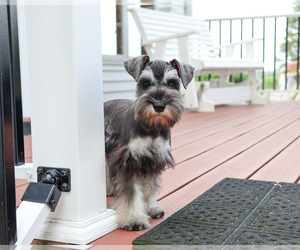 Schnauzer (Miniature) Puppy for sale in SYRACUSE, IN, USA