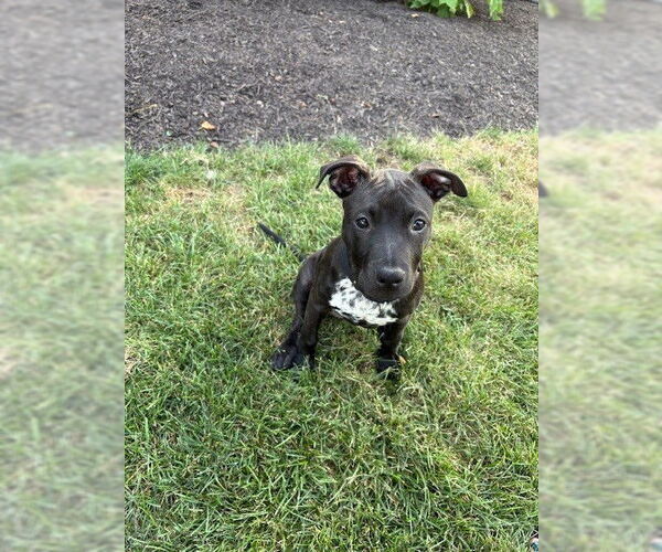 Medium Photo #1 American Pit Bull Terrier-Unknown Mix Puppy For Sale in Fort Wayne, IN, USA