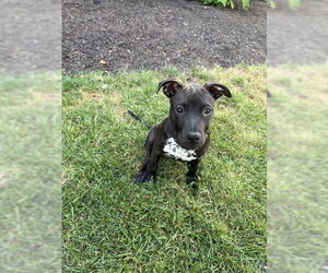 American Pit Bull Terrier-Unknown Mix Dogs for adoption in Fort Wayne, IN, USA
