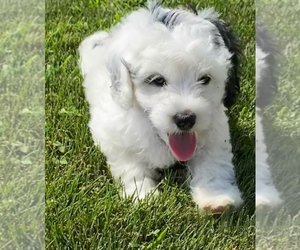 Newfoundland-Poodle (Toy) Mix Puppy for sale in NILES, MI, USA