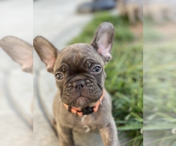 Medium Photo #2 French Bulldog Puppy For Sale in FONTANA, CA, USA