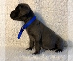 Small Photo #30 Cane Corso Puppy For Sale in HESPERIA, CA, USA