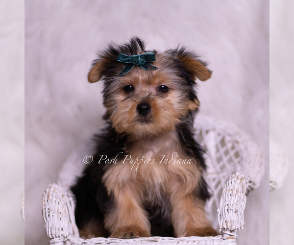 Medium Photo #5 Yorkshire Terrier Puppy For Sale in WARSAW, IN, USA