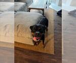 Small Rottweiler Mix
