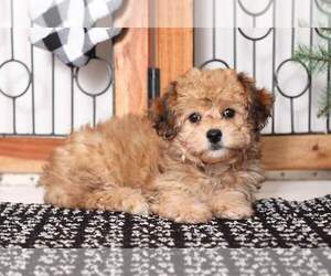 Yo-Chon Puppy for sale in NAPLES, FL, USA