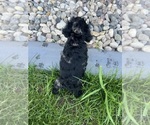 Small Cocker Spaniel