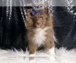 Small #2 Pomeranian