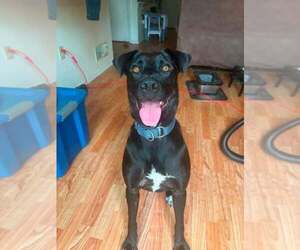 Labrador Retriever-Unknown Mix Dogs for adoption in New Oxford , PA, USA