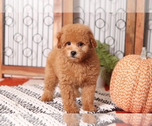 Poochon Puppy for sale in NAPLES, FL, USA