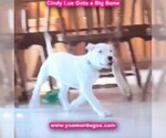Small Photo #143 Dogo Argentino Puppy For Sale in PINEVILLE, MO, USA
