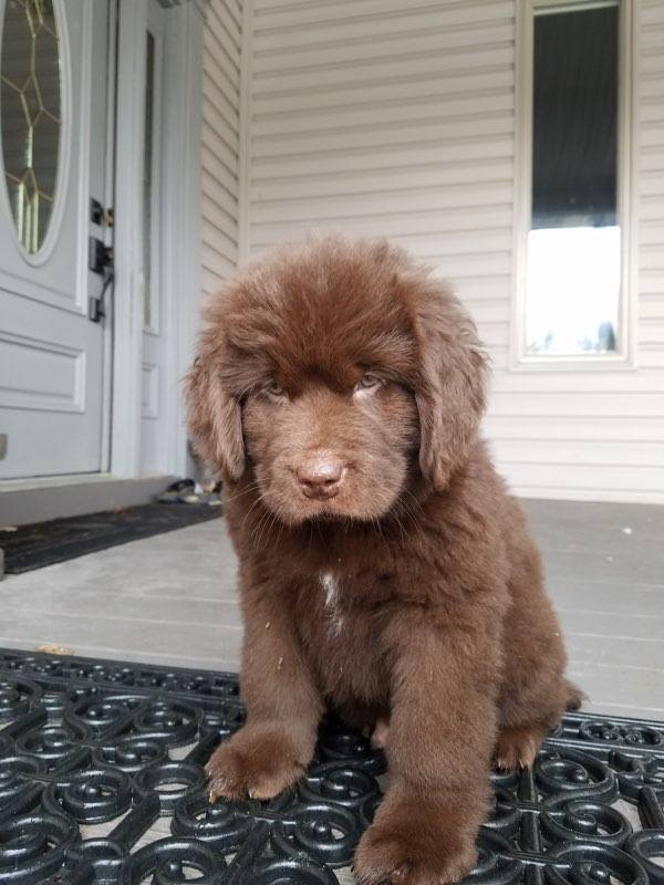 Medium Photo #1 Newfoundland Puppy For Sale in GOODRICH, MI, USA