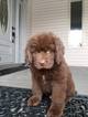 Small Photo #1 Newfoundland Puppy For Sale in GOODRICH, MI, USA