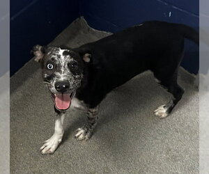Labrador Retriever-Unknown Mix Dogs for adoption in Sterling, MA, USA