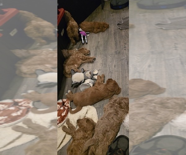 Medium Photo #5 Labradoodle mix (+ Poodle Standard) Puppy For Sale in WASILLA, AK, USA