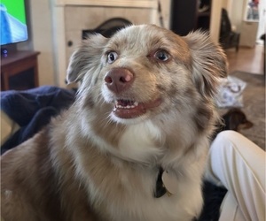 Mother of the Miniature Australian Shepherd puppies born on 03/10/2025