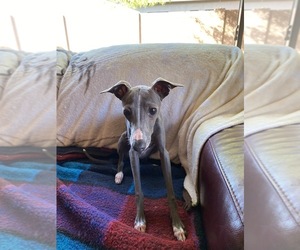 Italian Greyhound Puppy for sale in ANTHEM, AZ, USA