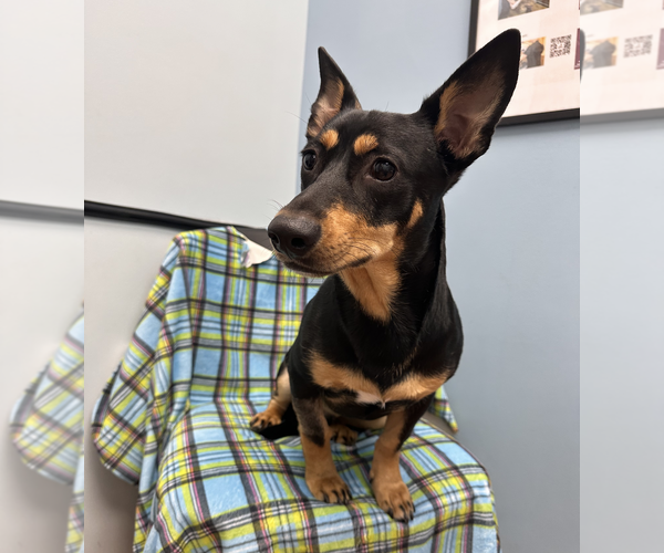 Medium Photo #2 Dachshund-Unknown Mix Puppy For Sale in Weston, FL, USA