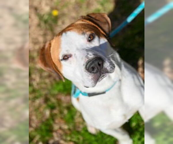 Medium Photo #5 Mutt Puppy For Sale in Glen Allen, VA, USA