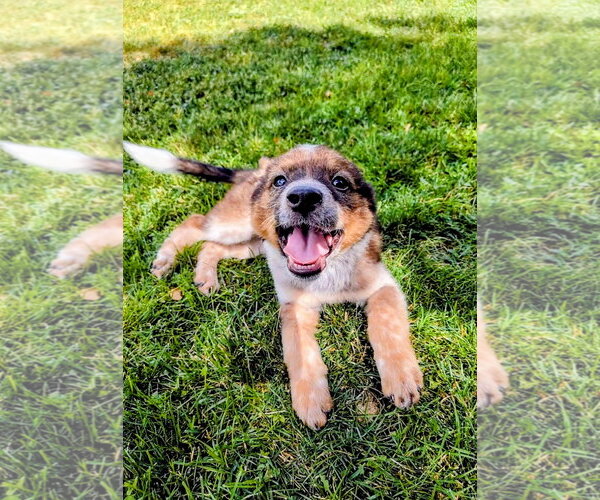 Medium Photo #9 German Shepherd Dog-Unknown Mix Puppy For Sale in Sandy, UT, USA