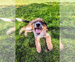 Small #8 German Shepherd Dog Mix