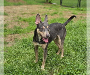 Mutt Dogs for adoption in Morganville, NJ, USA