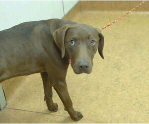 Pointer-Unknown Mix Dogs for adoption in Sacramento, CA, USA