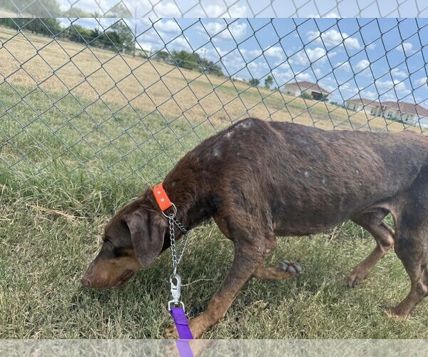 Medium Photo #7 Doberman Pinscher Puppy For Sale in Devine, TX, USA